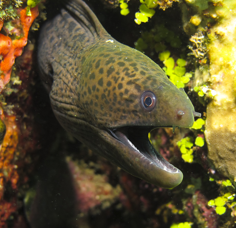 Moray eels have bad eyesight, and two especially sharp teeth (Pulau Weh